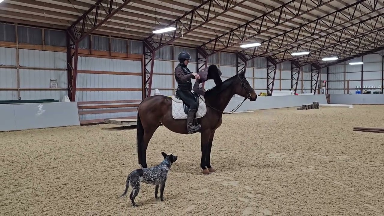 Dama Elegante 12.1.25 Obstacles and Flatwork 