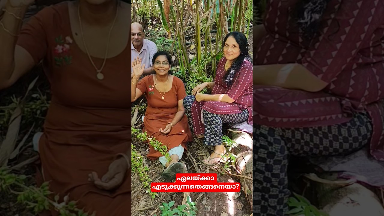 നമ്മുടെ സ്വന്തം ഏലത്തോട്ടത്തിൽ / Showing Guests How to Pick Our Own Njallani Cardamom.#shorts