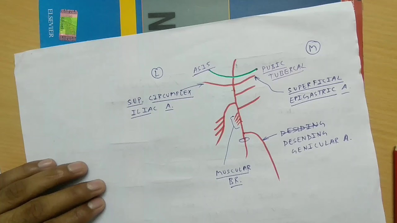 Femoral Artery - 2 | TCML