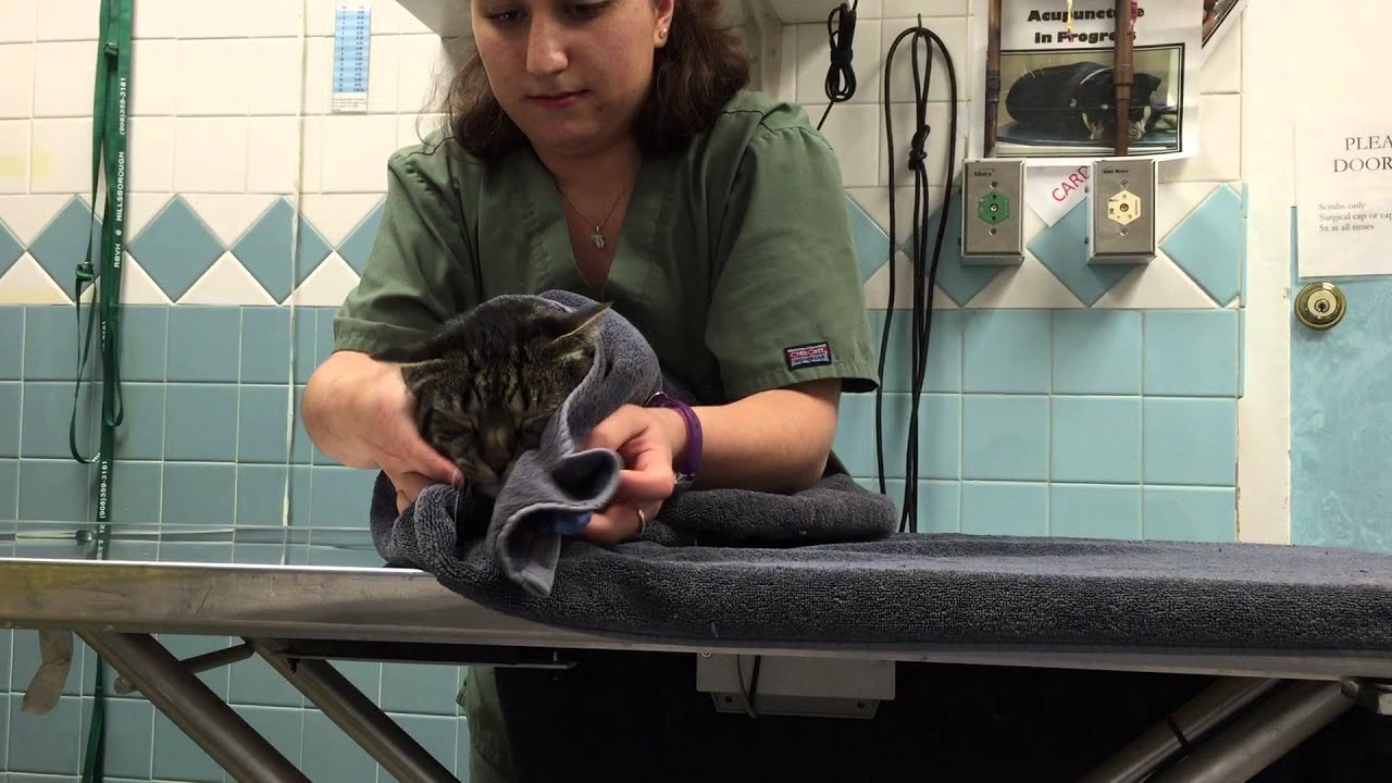 8 - Using a Yin technique restrain a cat with a towel