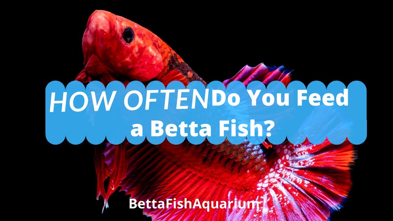 How Often Do You Feed a Betta Fish? - How much to feed Betta?