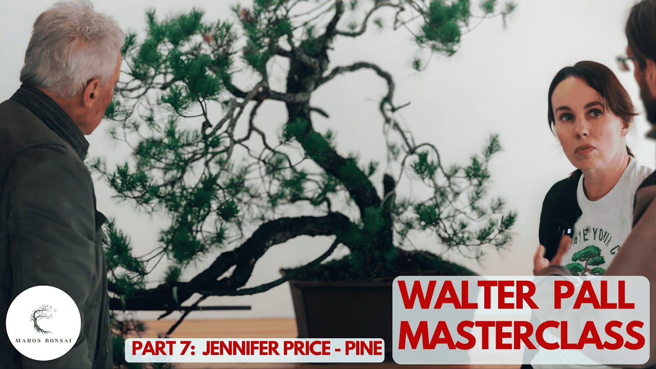 Bonsai z sosny zwyczajnej: korygowanie &bdquo;niezręcznego kształtu&rdquo; (z Walterem Pallem)