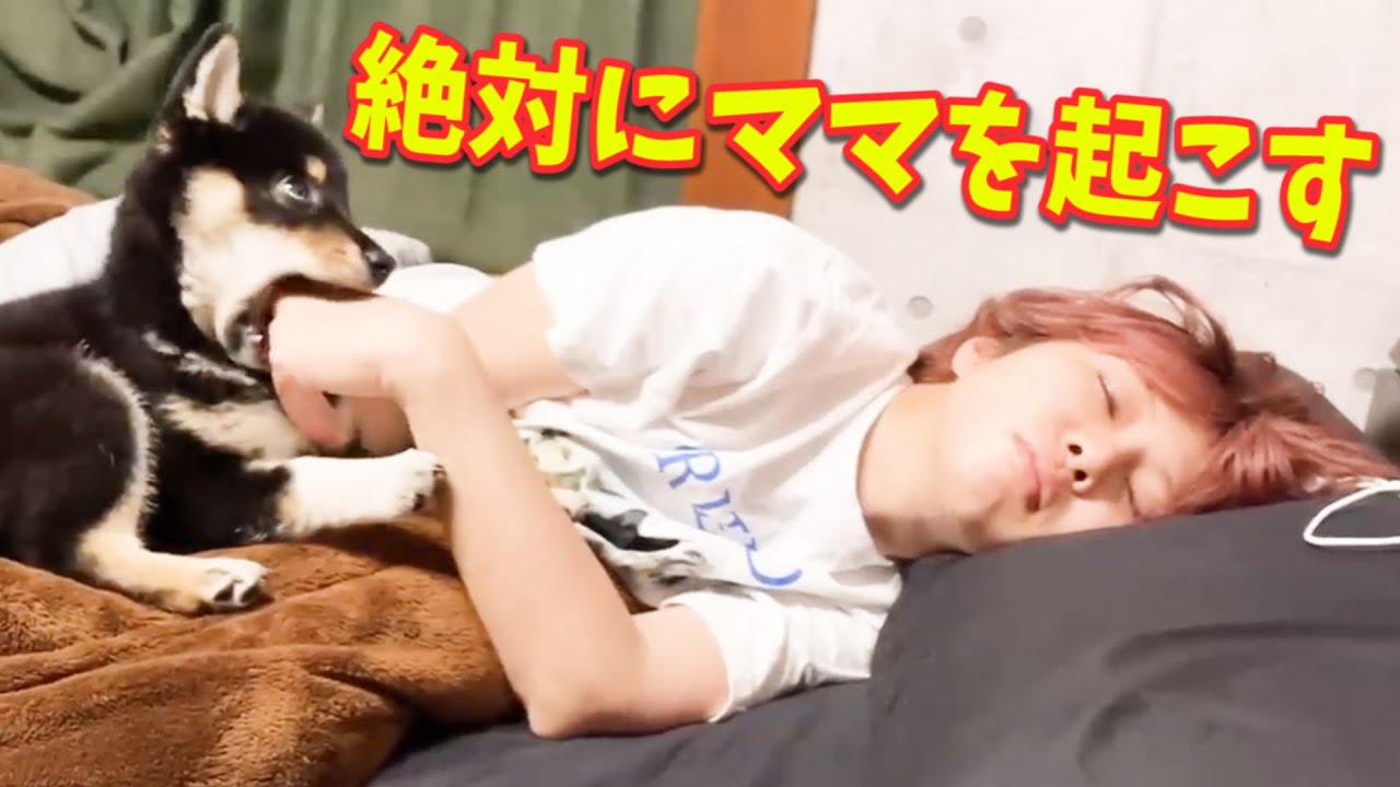 ママを起こす動物達の総集編２０２２