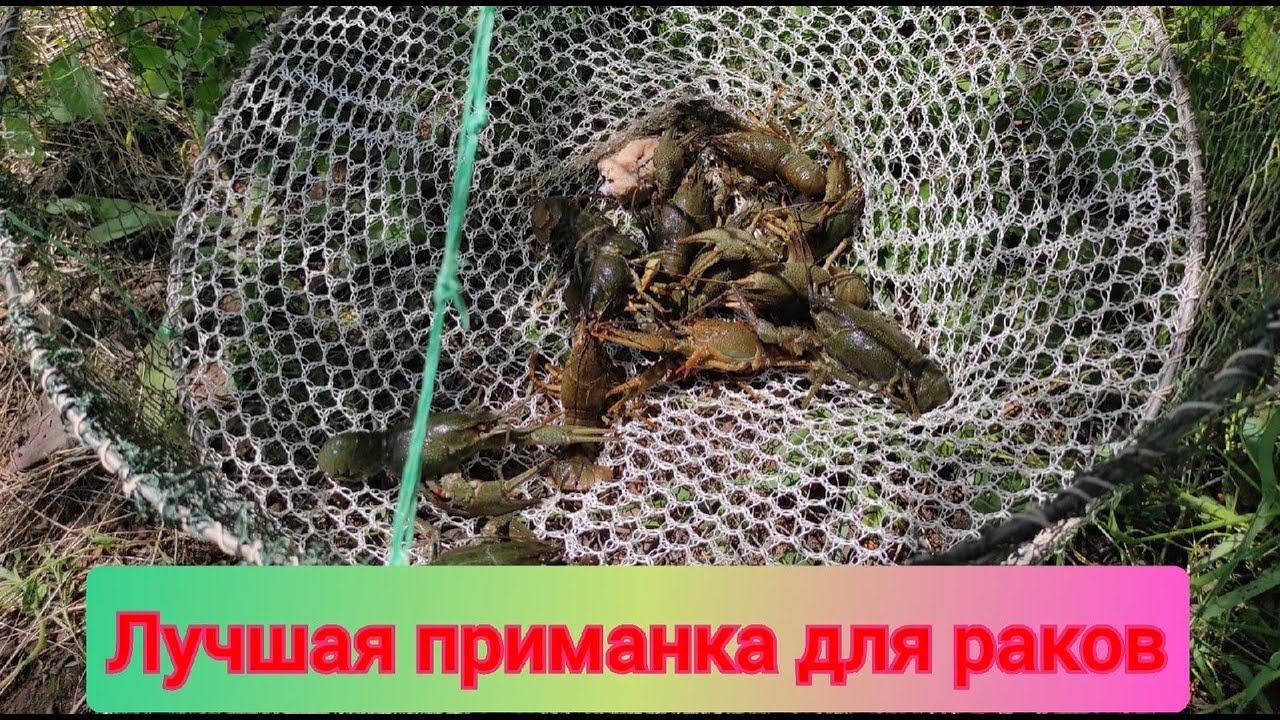 Самодельная РАКОЛОВКА косит Раков! Ловля раков на раколовки 2021 / Супер приманка для раков