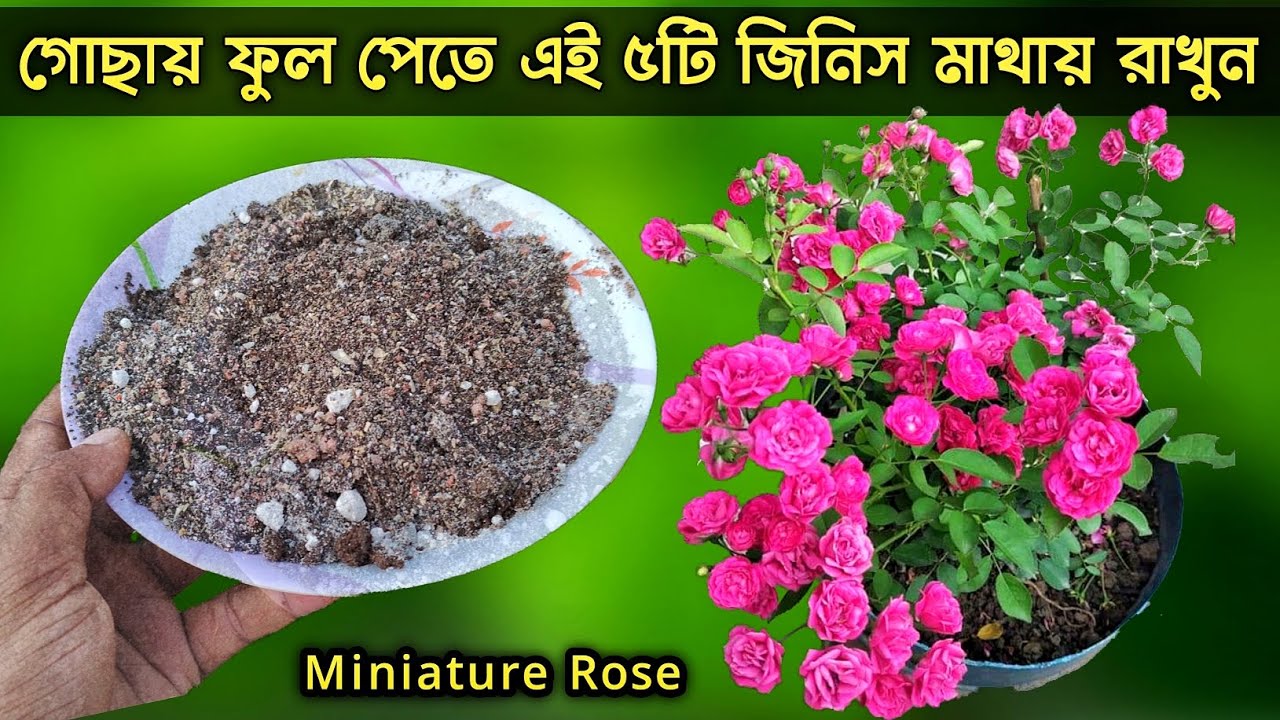 হাজারী গোলাপ গাছের যত্ন || Miniature rose plant care || Button Rose care || मिनी गुलाप