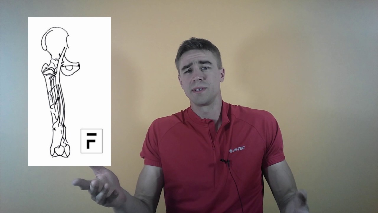 Fizjoterapia Musculus Gracilis #39