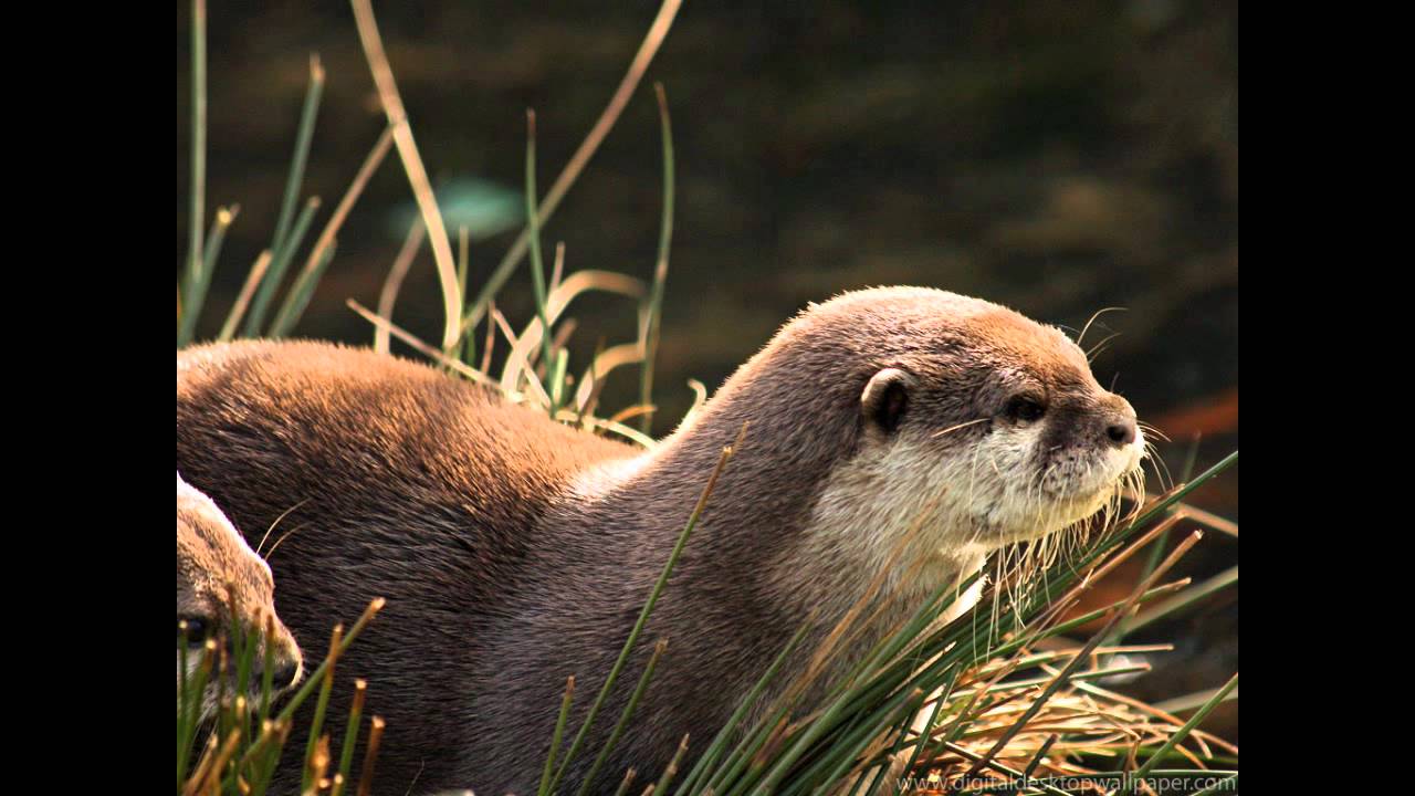 David Fanshawe - Tarka the Otter