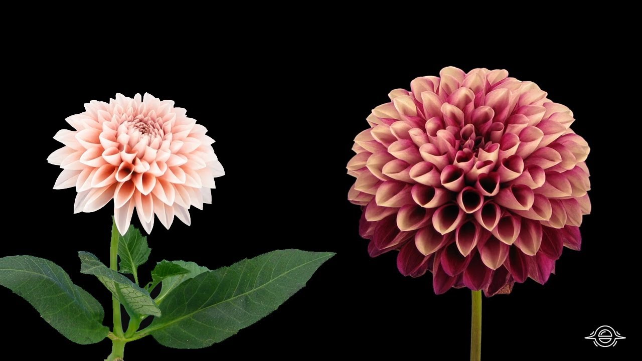 Blooming Flowers Timelapse