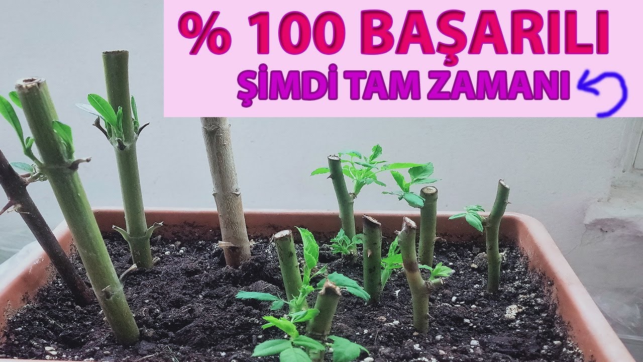 Gül Köklendirme, Çelik İle Gül Çoğaltma, Gül Nasıl Çoğaltılır, Gül Dalı İle Gül Çoğaltma, Gül Bakımı