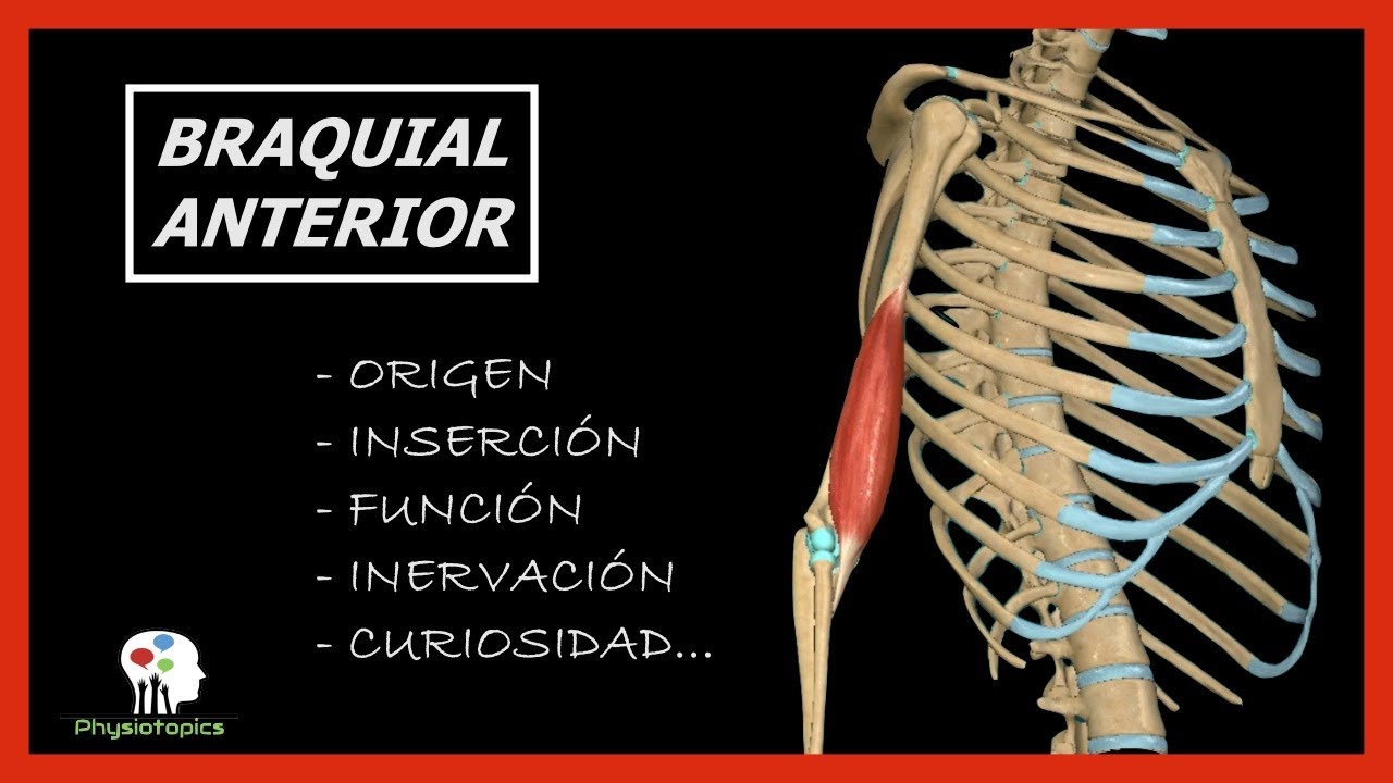 Braquial Anterior | Origen, inserción, función, inervación y curiosidad