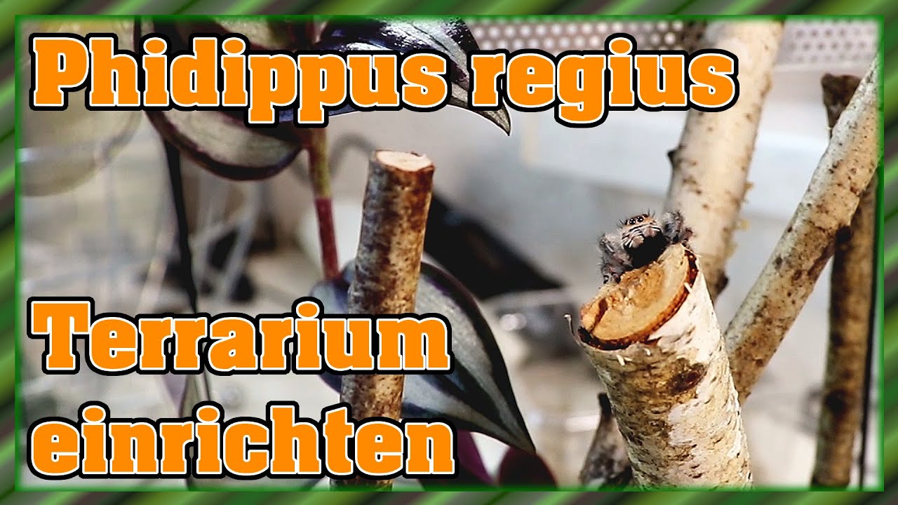 Phidippus regius "Everglades" -  Terrarium einrichten und der Einzug 😍 Springspinne