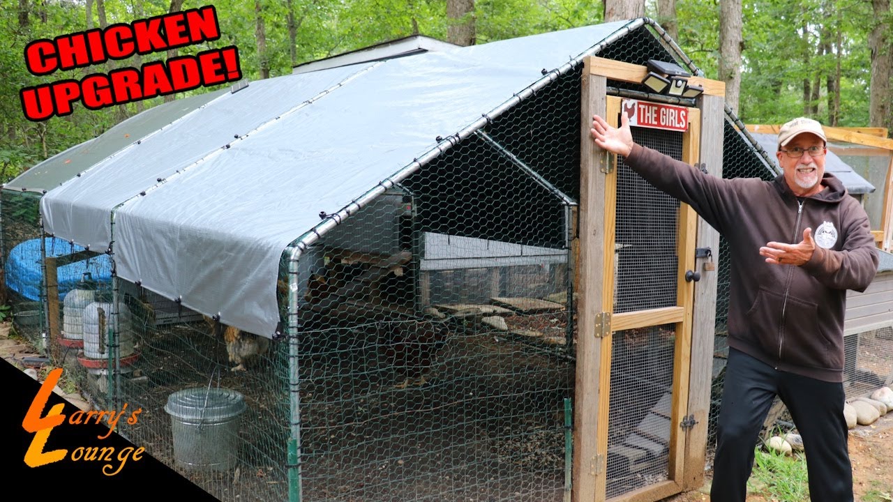 Covering the Chickens!