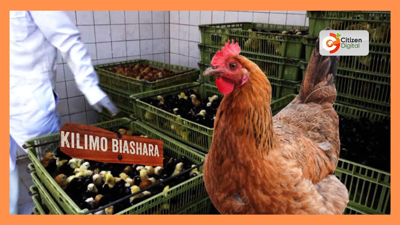 | Kilimo Biashara | Ufugaji wa Kuku Bomet