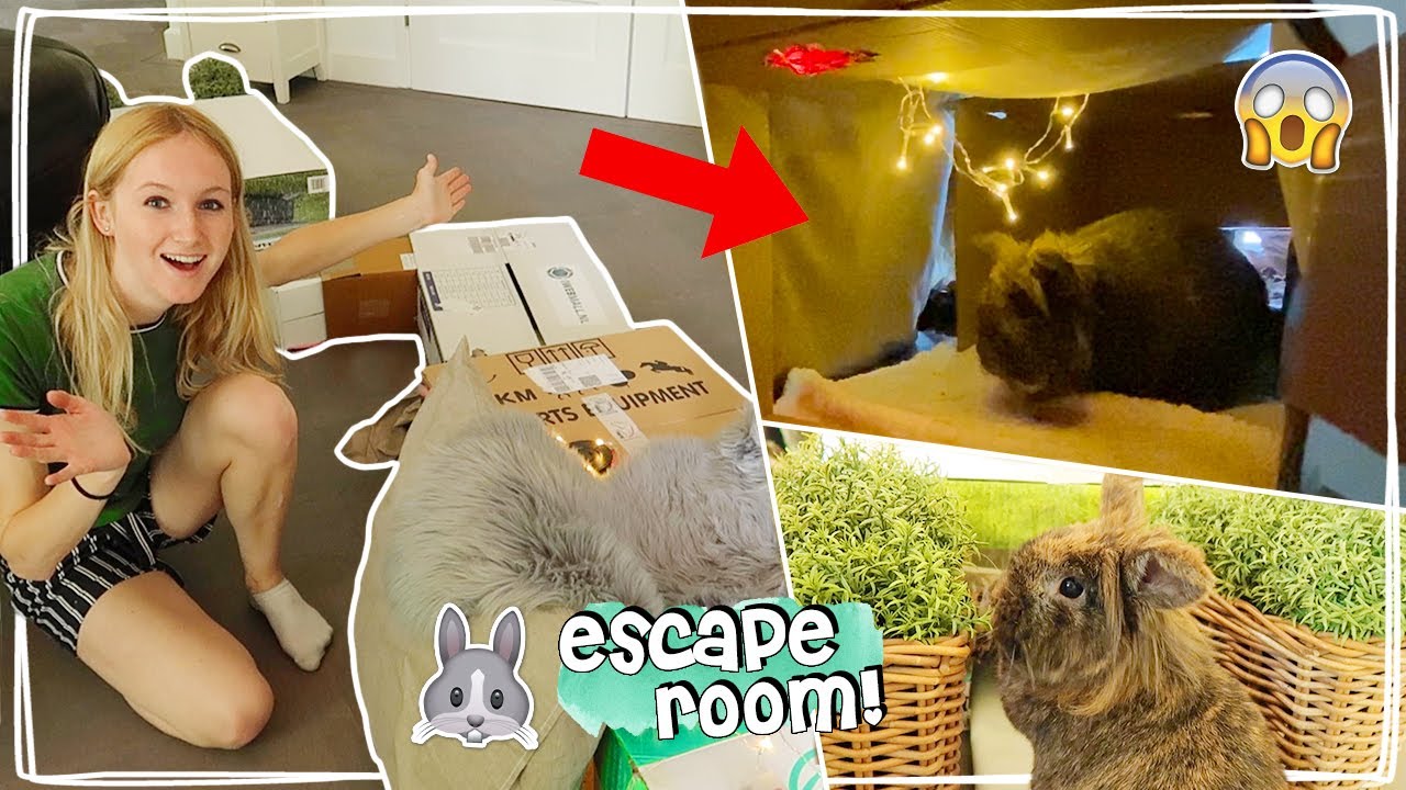 ESCAPEROOM MAKEN VOOR MIJN KONIJN! 😱 HOE LOOPT DIT AF? - Vlog #50 | Daphne draaft door