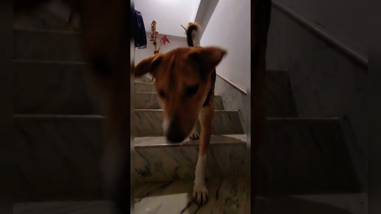 Yes Im Stray Dog And I got Permission To Enter This House #shorts #ytshorts #straykids #dogs #love