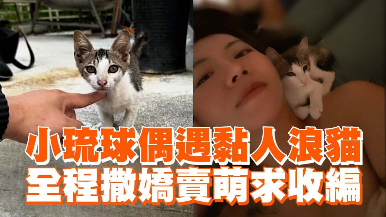 小琉球偶遇黏人浪貓　全程撒嬌賣萌求收編 ｜#寵物雲