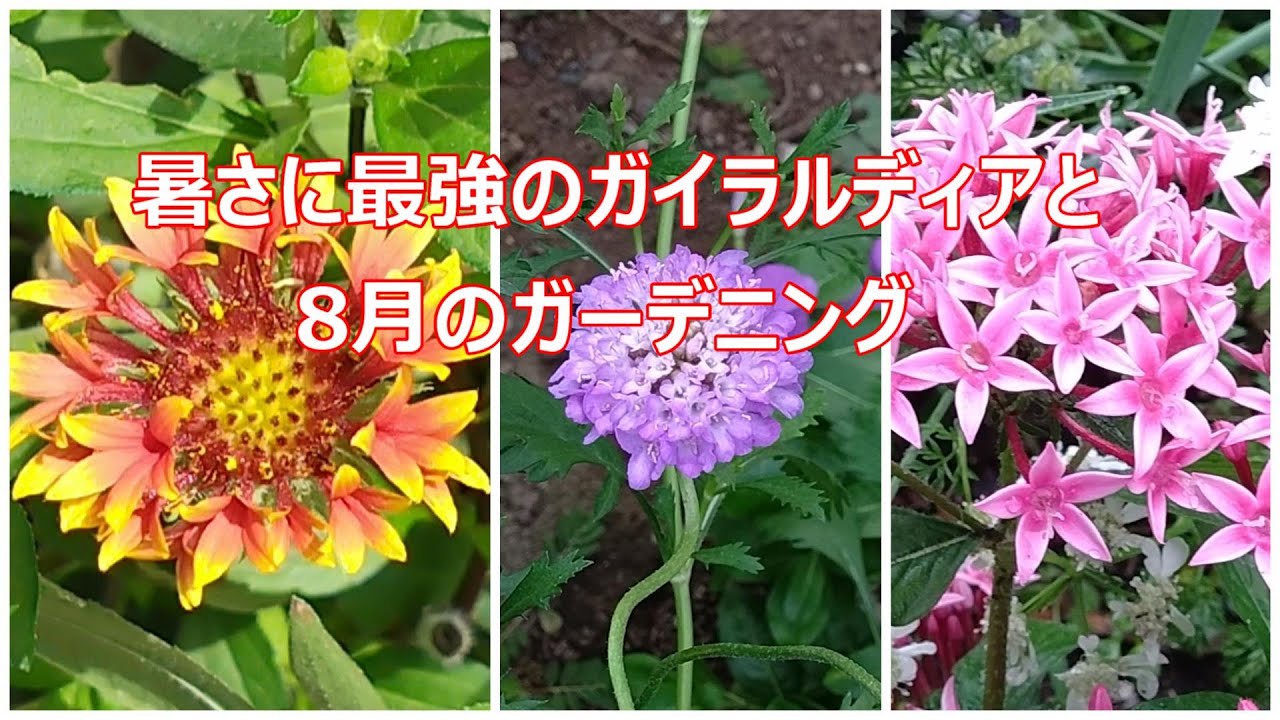 暑さに最強のガイラルディアと8月のガーデニング