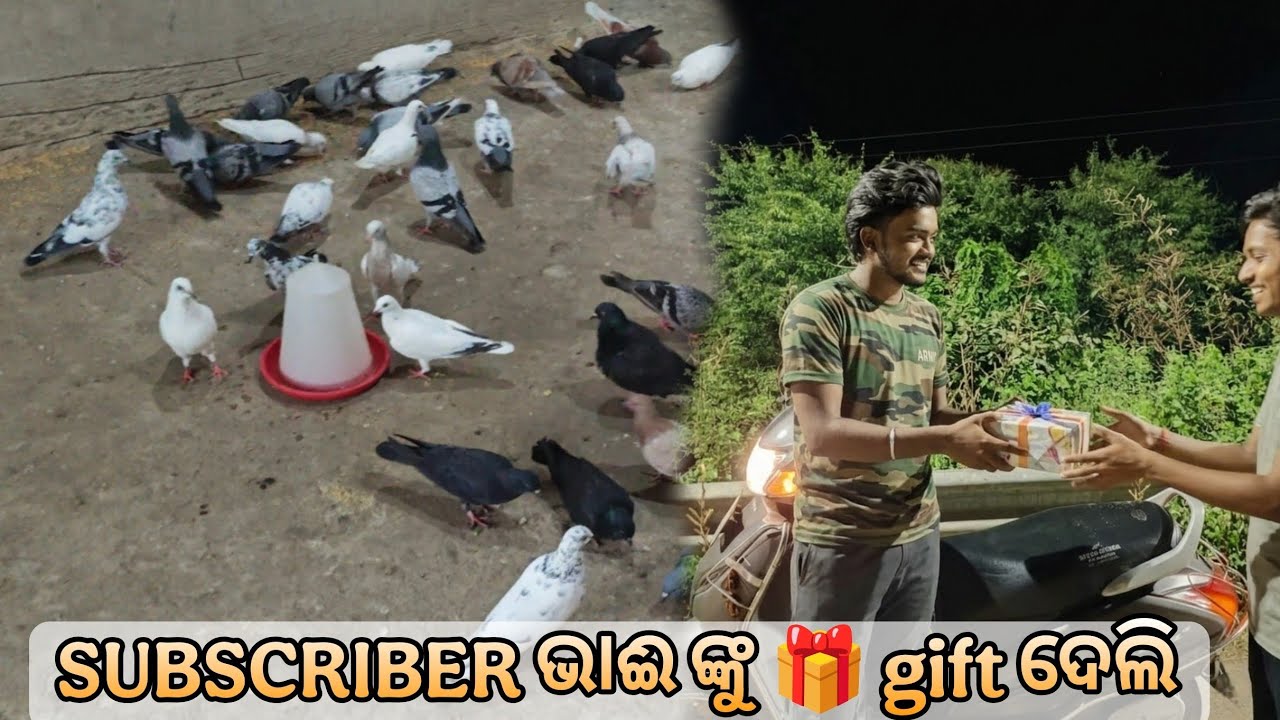 Subscriber ଭାଈ ଙ୍କୁ 🎁 gift ଦେଲି ||HIGHFLYER PIGEON||@amanrout143 