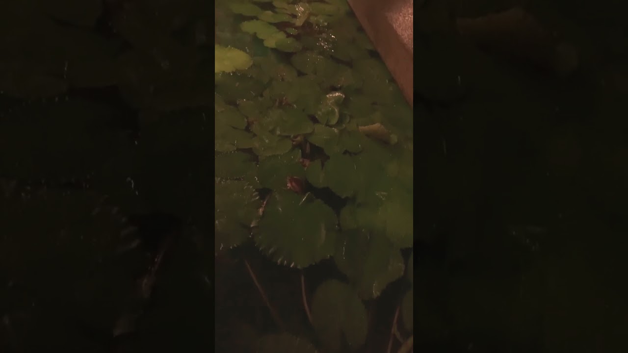 Bullfrog 