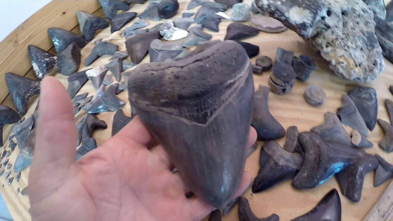 Megalodon Shark Teeth For Sale Meg Movie Giant Shark Tooth