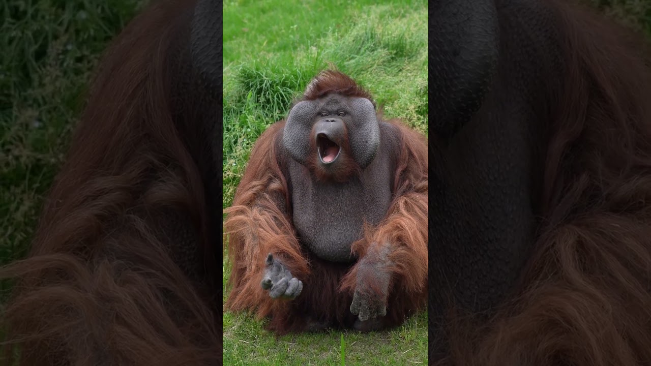 Cute Orangutan Blows Kisses!