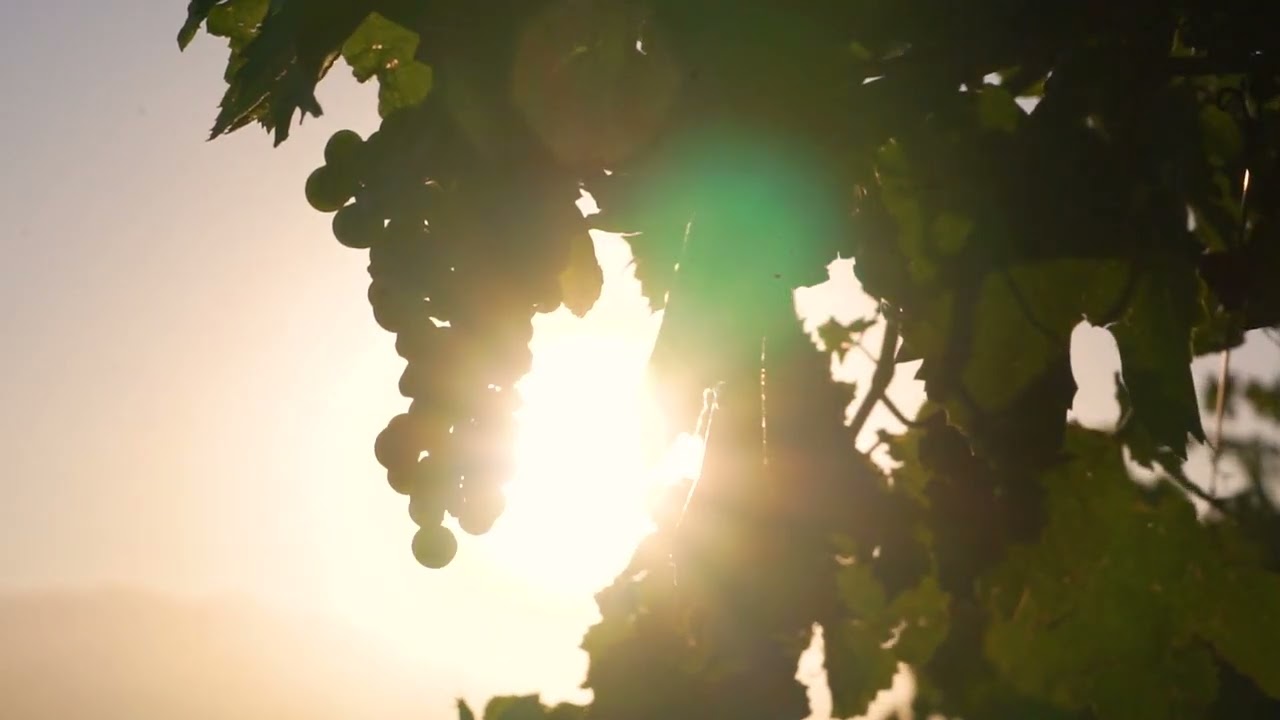 Jasmine Monet Organic Vineyard