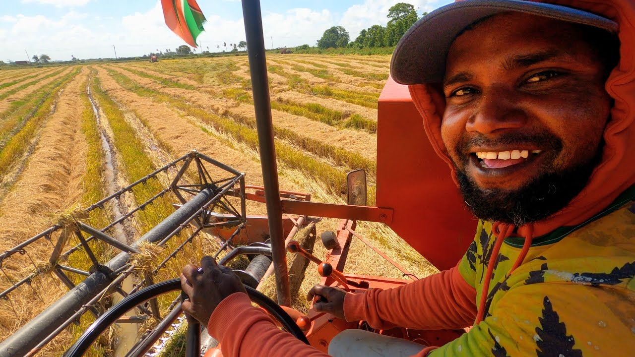 COMBINE RICE CUTTING