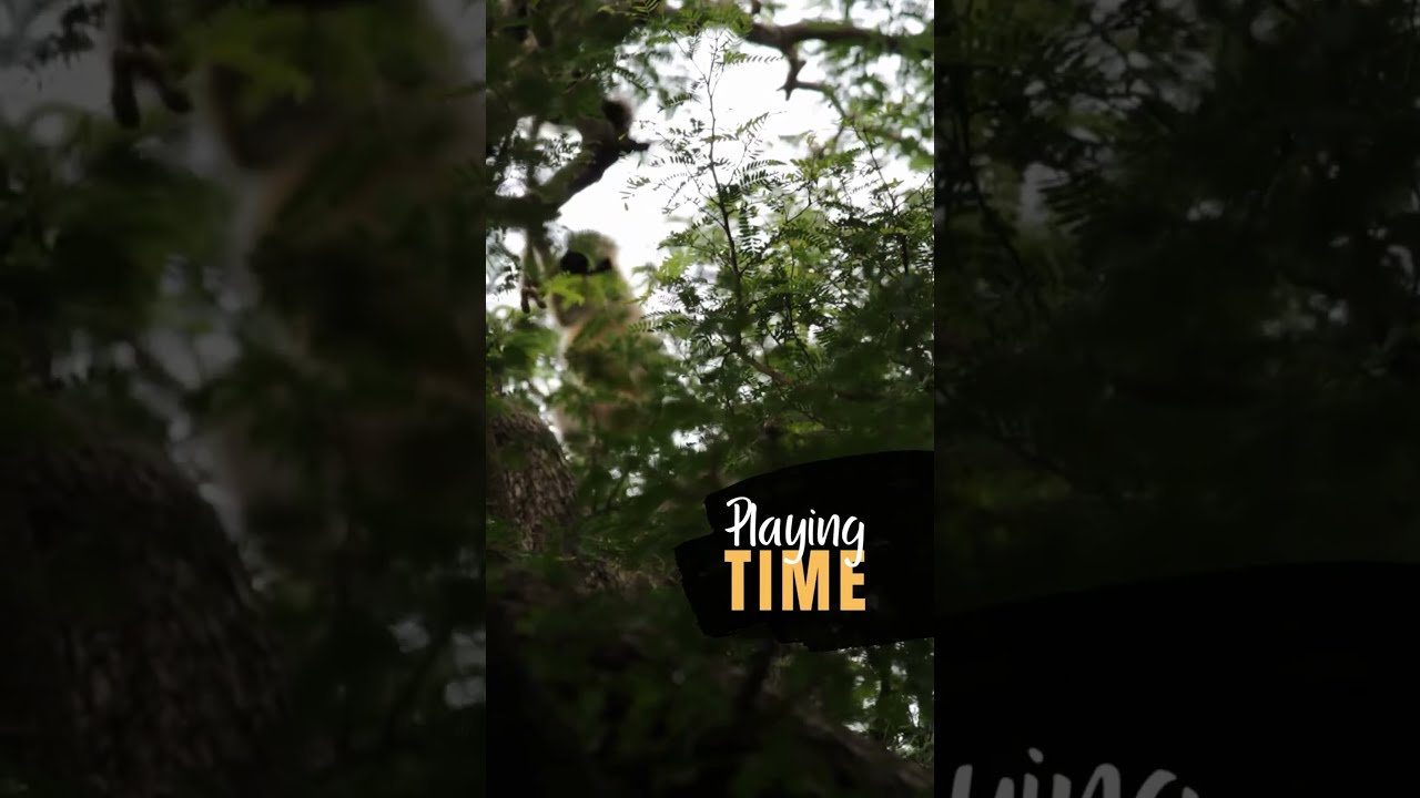 Gray Langur Monkeys Having Fun in a Tamarind Tree