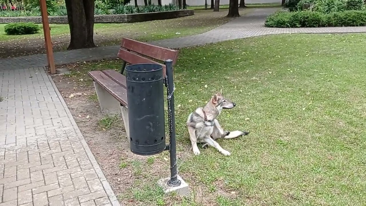 Pro și contra de a te muta in Bătania ( Battonya)