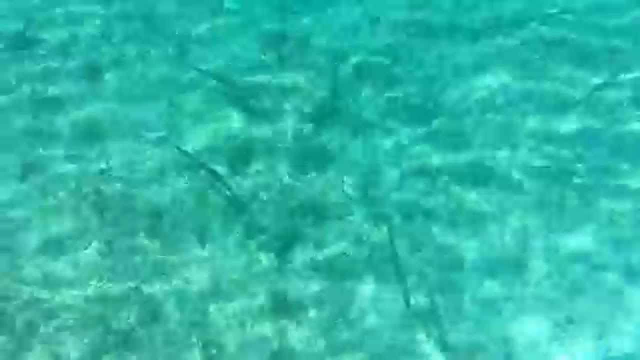 Lapos halak Zakyyy :D