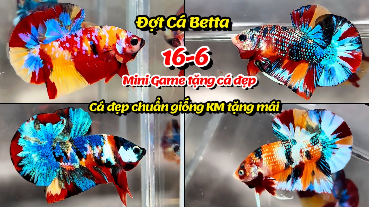 Đợt Cá Betta 16-6 Nemo Multicolor Yellow, Metalic, Koi Galaxy, Red FC, FCCP WS cá đẹp chuẩn giống!