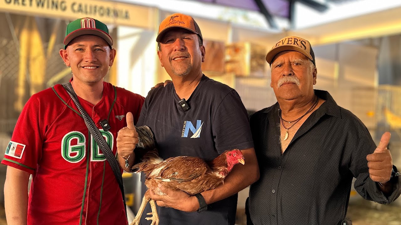 🔥 Intercontinental Arandas 2025: ¡Precios de Aves y Accesorios! 🐔💰