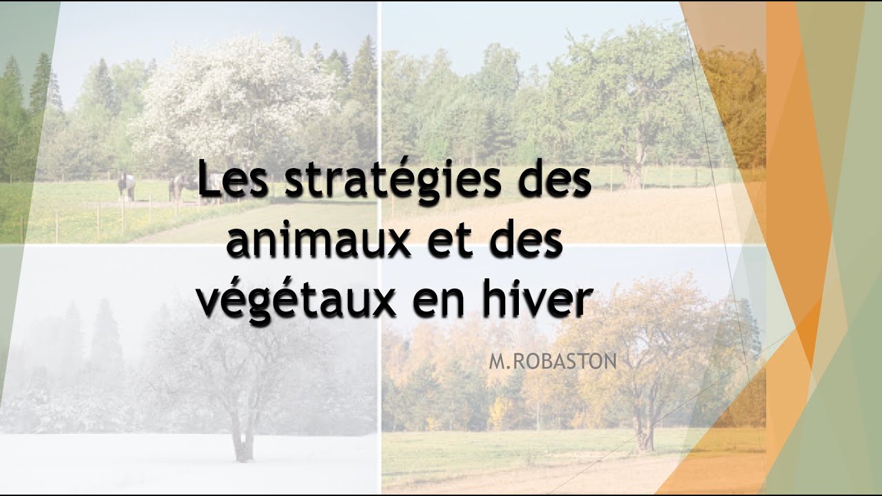 Les stratégies des végétaux et des animaux en hiver