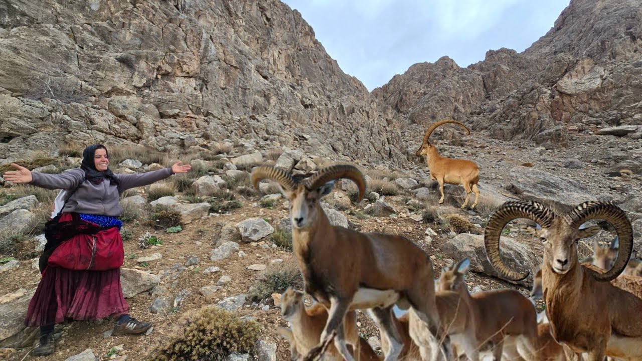 🌧️🏔️ Kulthum's rainy trip🐐⛰️: from picking herbs to collecting mountain mushrooms 🍄