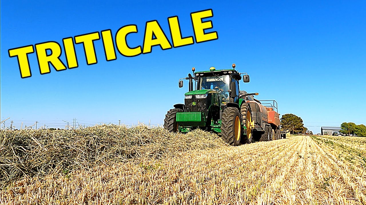 You Can Steam Triticale??