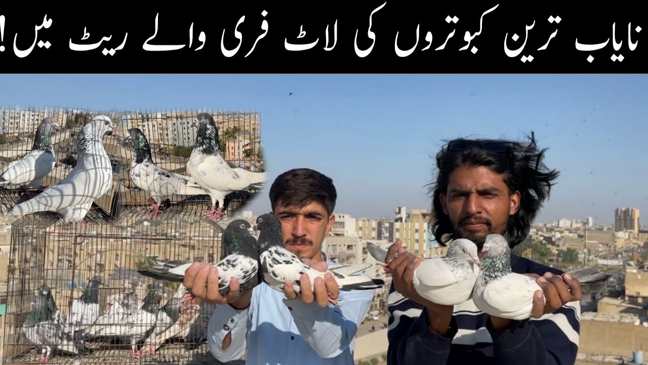 Rampuri Golden Sialkoti Faqeergul Khatang Pigeons at Hasan Setup in Karachi Only For Subscribers 😯🥰
