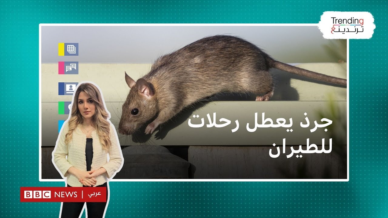 بسبب جرذ.. اضطرت طائرة تابعة للخطوط الجوية السريلانكية للهبوط