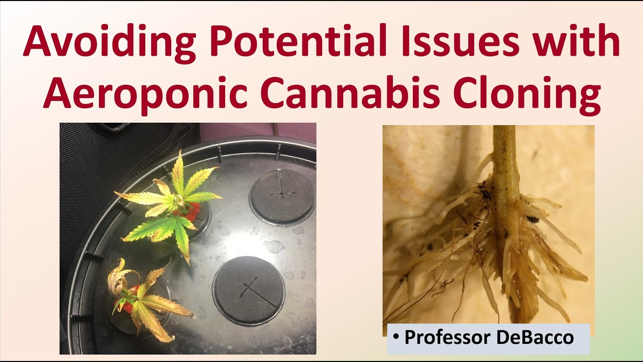 Avoiding Potential Issues with Aeroponic Cannabis Cloning