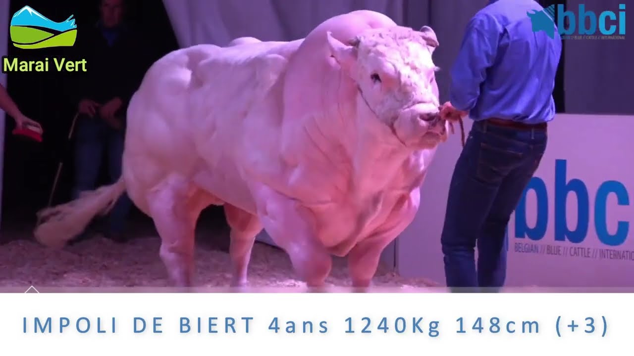 Présentation des taureaux BLANC BLEU BELGE,OASIS DE LA FERME,FRACAS ,DEBARDE ,IMPOLI,JAMAL