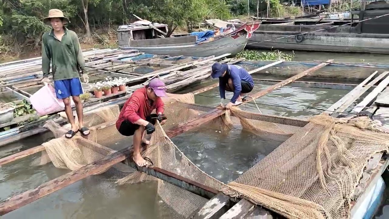 Phong cảnh bắt cá chim giống xuống ghe trời buổi chiều rất là đẹp 