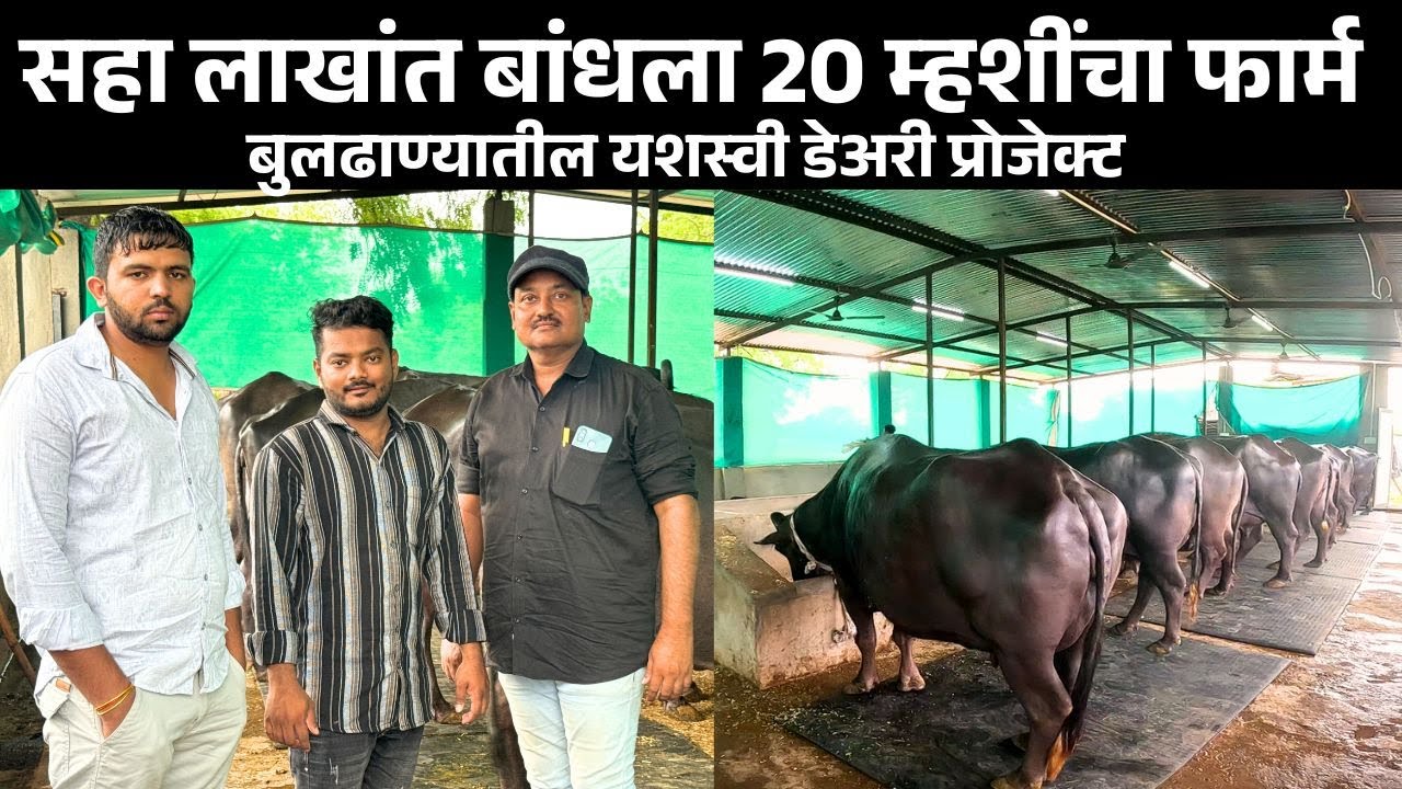 सहा लाखांत बांधला 20 म्हशींचा फार्म | बुलढाण्यातील यशस्वी डेअरी प्रोजेक्ट | Murrah Buffalo Farming