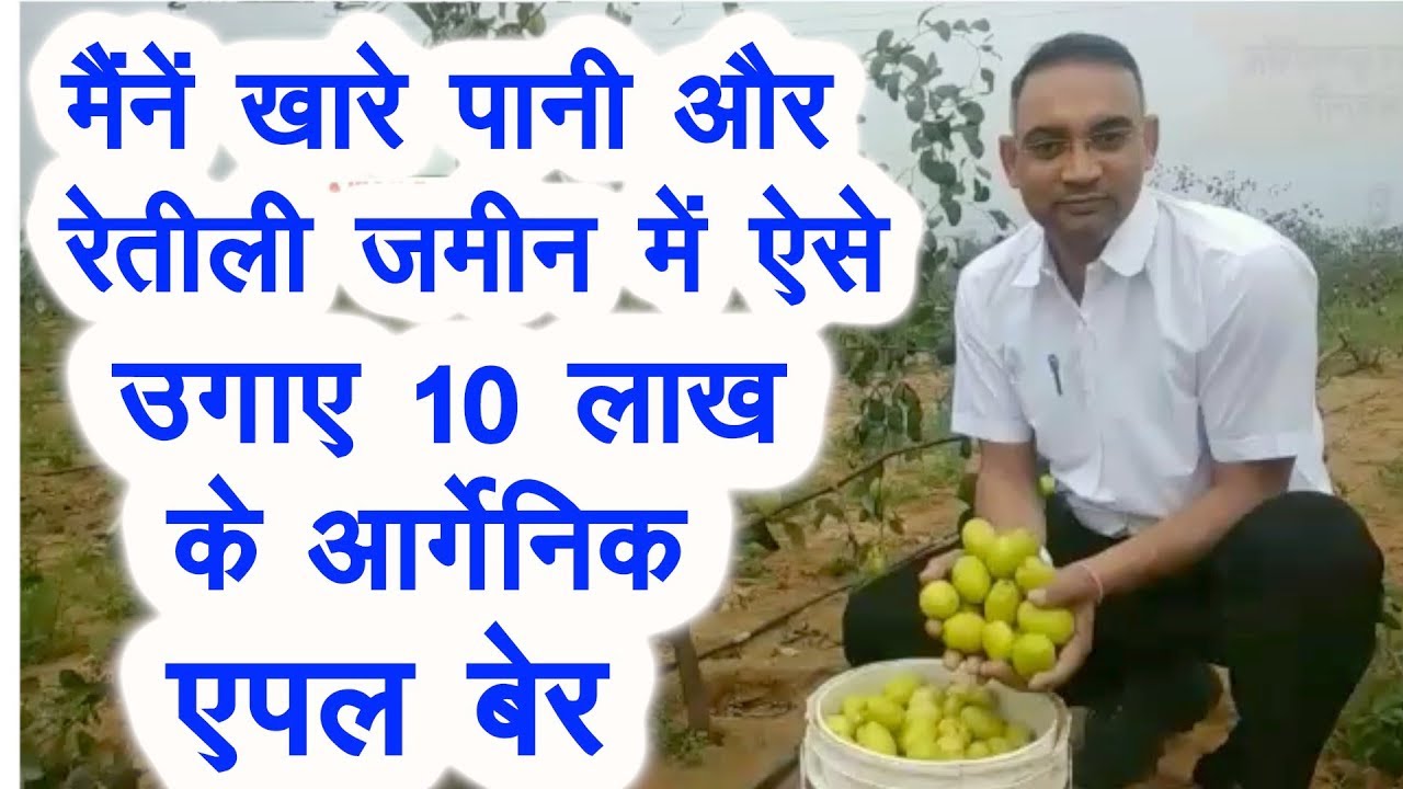 खारे पानी और रेतीली जमीन में ऐसे उगाए 10 लाख के एपल बेर, Organic farming of apple ber jujube
