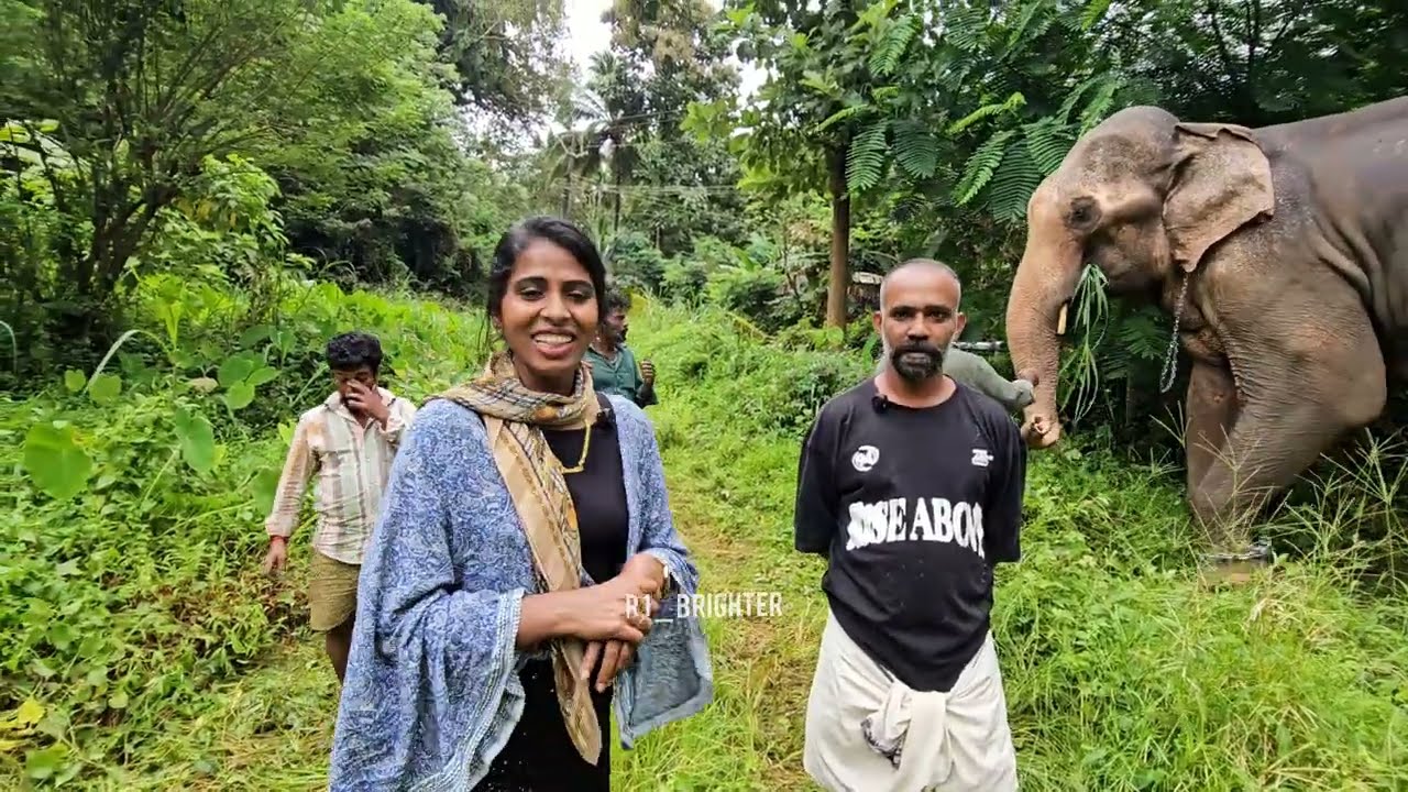 കടേക്കെച്ചാൽ ഗണേശൻ ഇടഞ്ഞു  എന്തൊക്കെ ആണ് ഉണ്ടായത് നോക്കു #r1brighter #elephant #aanapremi #explore #