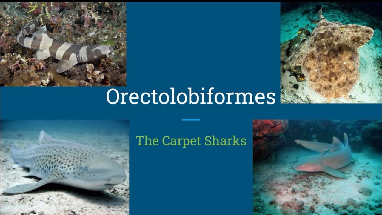 Shark Lore (Episode 8) Orectolobiformes: The Carpet Sharks