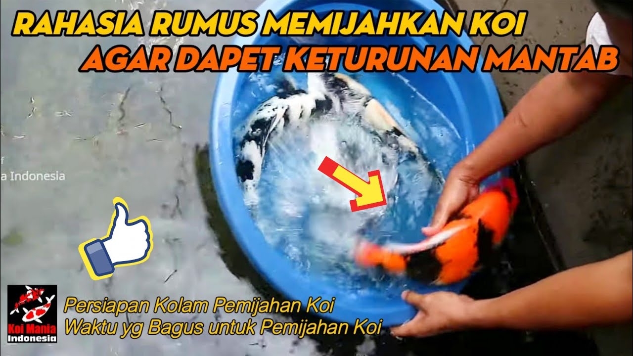 🔴 Rumus Pemijahan Koi Agar Kualitas Keturunan Maksimal | Cara Pemijahan Ikan Koi