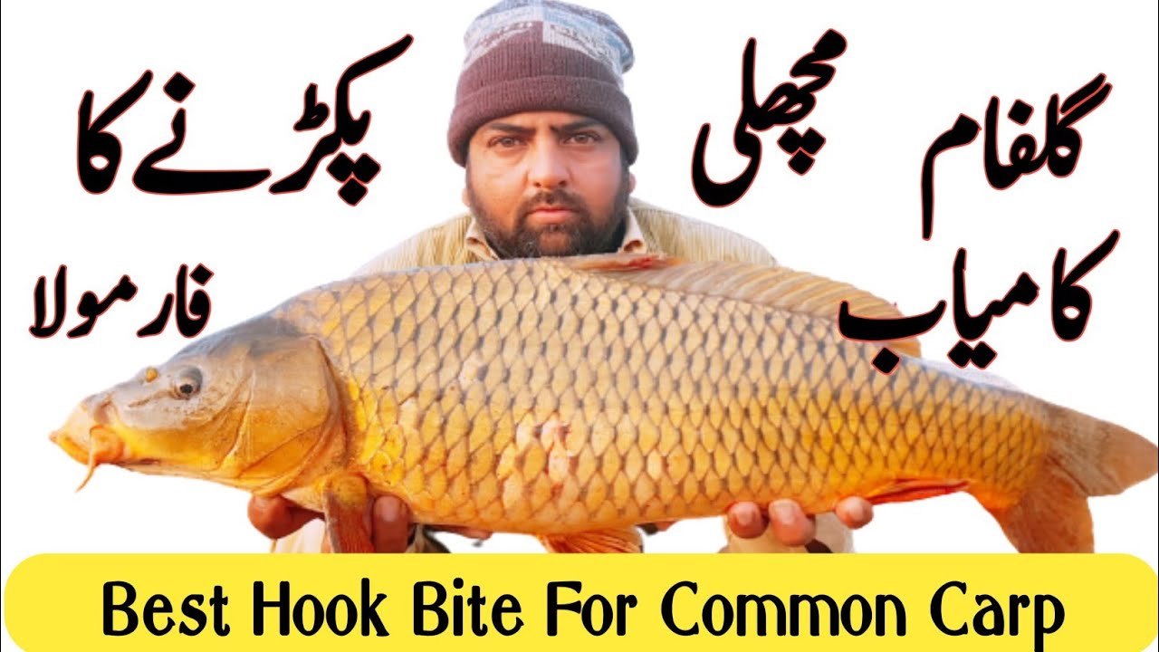 Hook Bite For Common Carp|Hook Bite Farmula For Carp|گلفام مچھلی پکڑنےکا فارمولا| Khan Fishing Club|