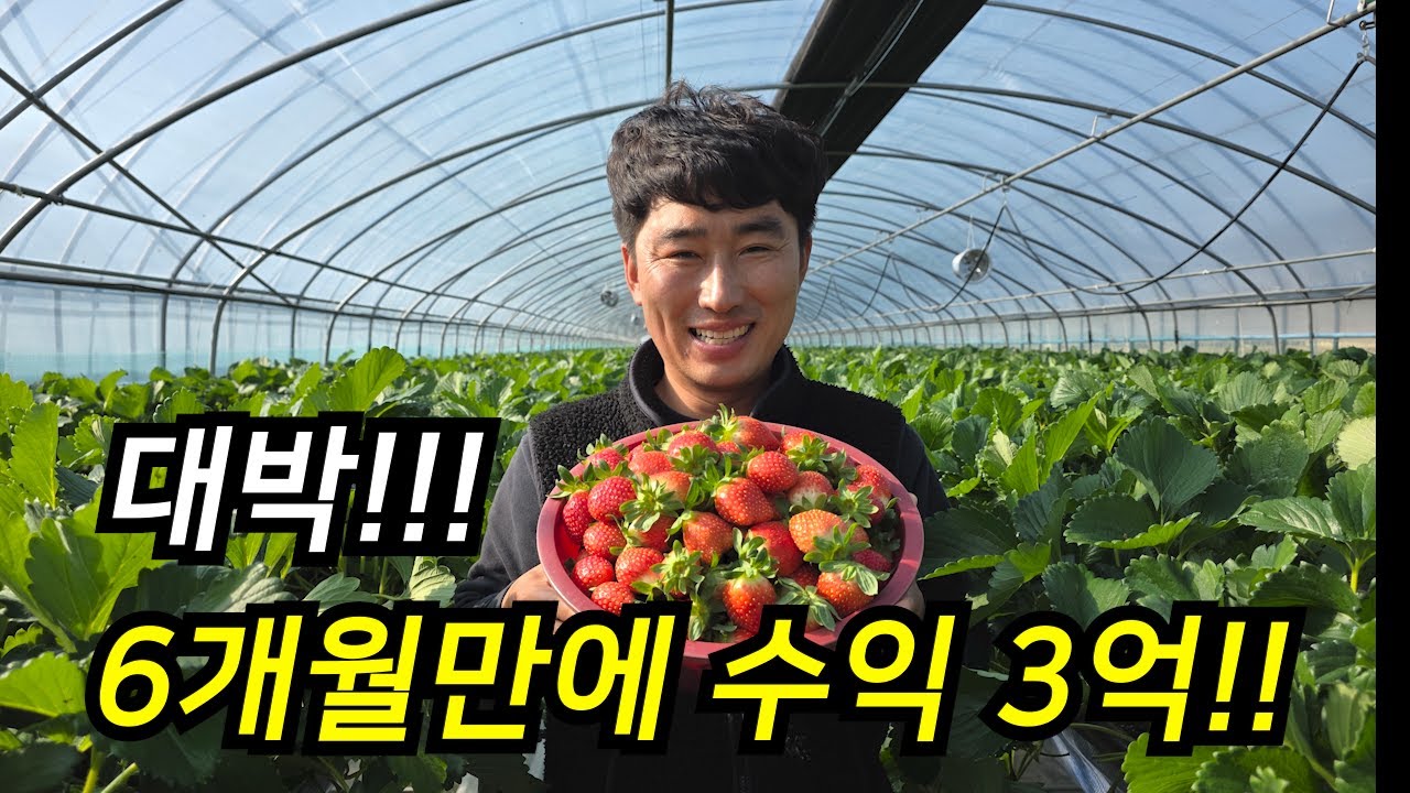 딸기 하우스에 숨겨진 진실… 공개합니다.