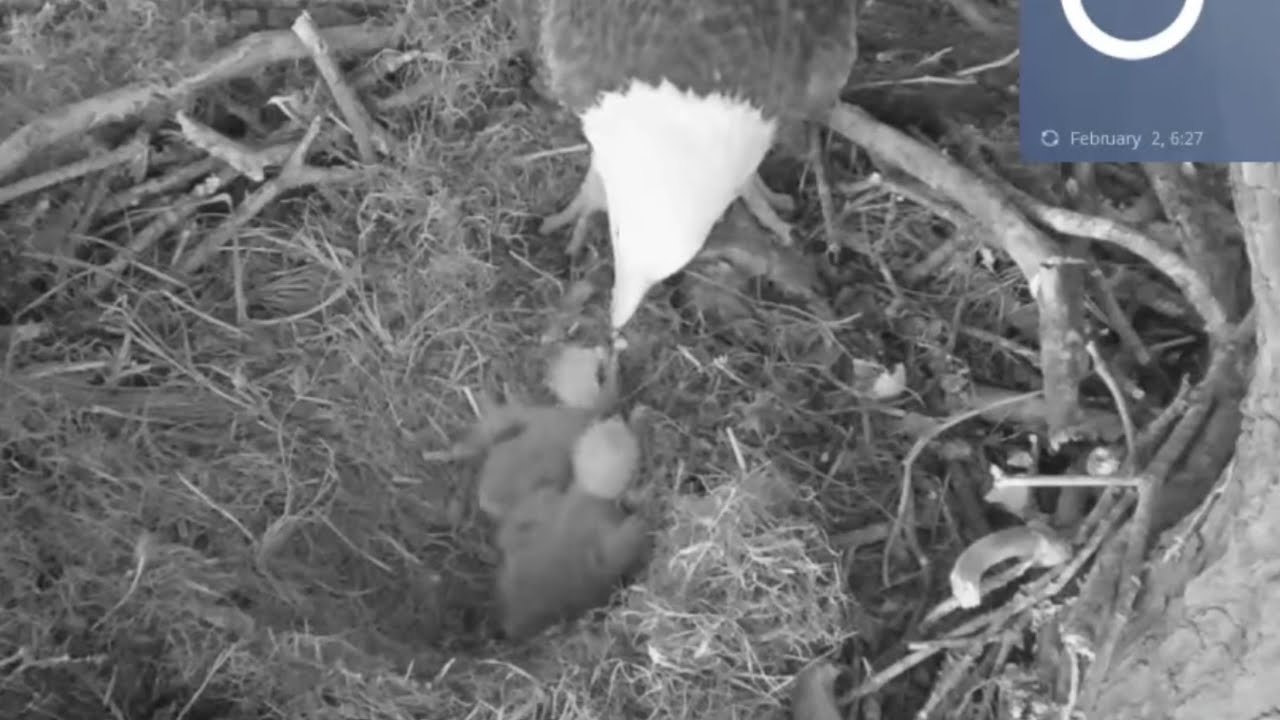 Small eaglet in front during first breakfast feeding | Kisatchie National Forest E-1 | Feb 2, 2026
