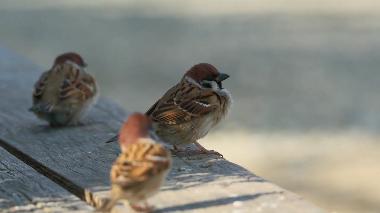 #L035 #スズメ #sparrowbird #birds #sparrow #すずめ #m6.5