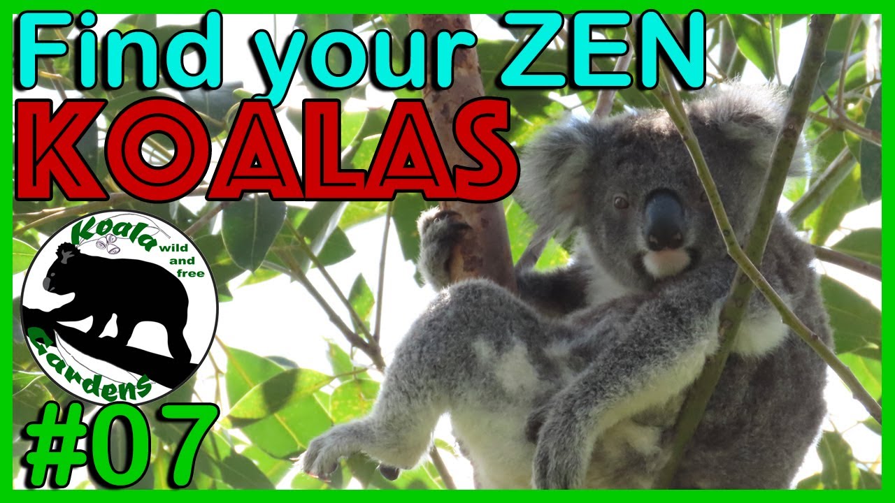 I want my BABY KOALA episode of KTV - koalas at their BEST 🐨